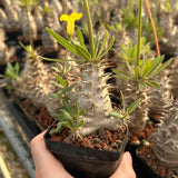 Pachypodium rosulatum subs. makayense - BotanicalCollector