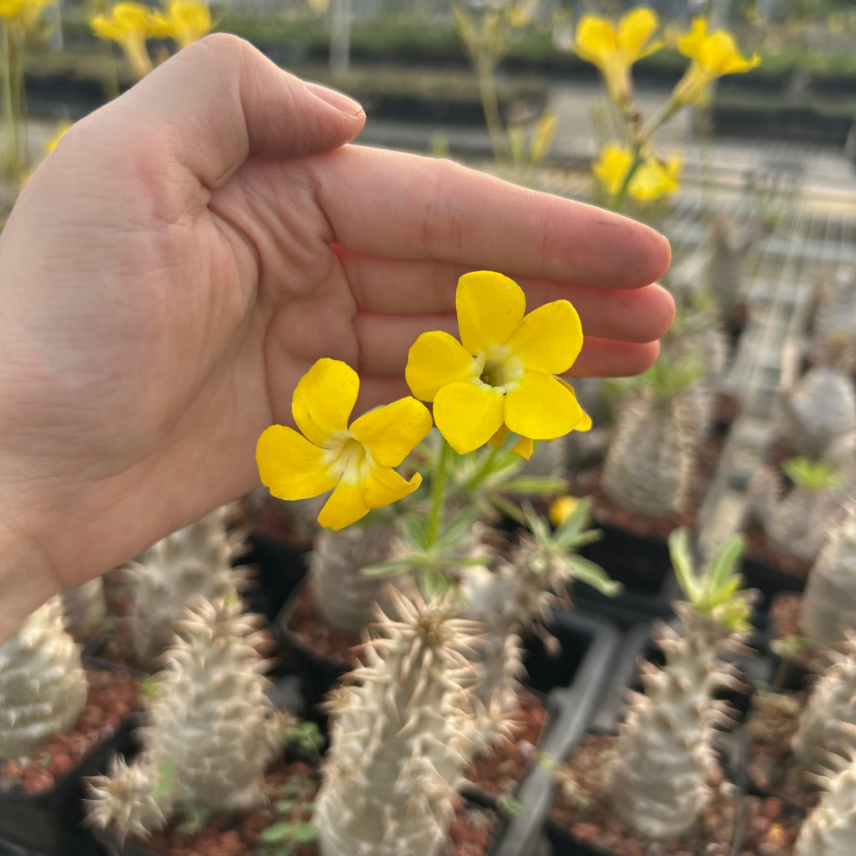 Pachypodium rosulatum subs. makayense - BotanicalCollector