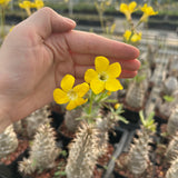 Pachypodium rosulatum subs. makayense - BotanicalCollector
