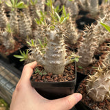 Pachypodium rosulatum subs. makayense - BotanicalCollector