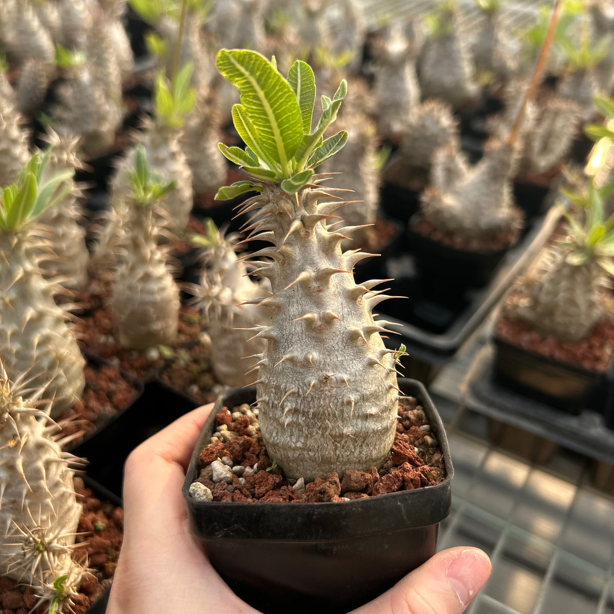 Pachypodium rosulatum subs. makayense - BotanicalCollector