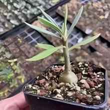 Pachypodium succulentum - BotanicalCollector