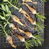 Pachypodium succulentum-Pachypodium-W1.5cm-image-3
