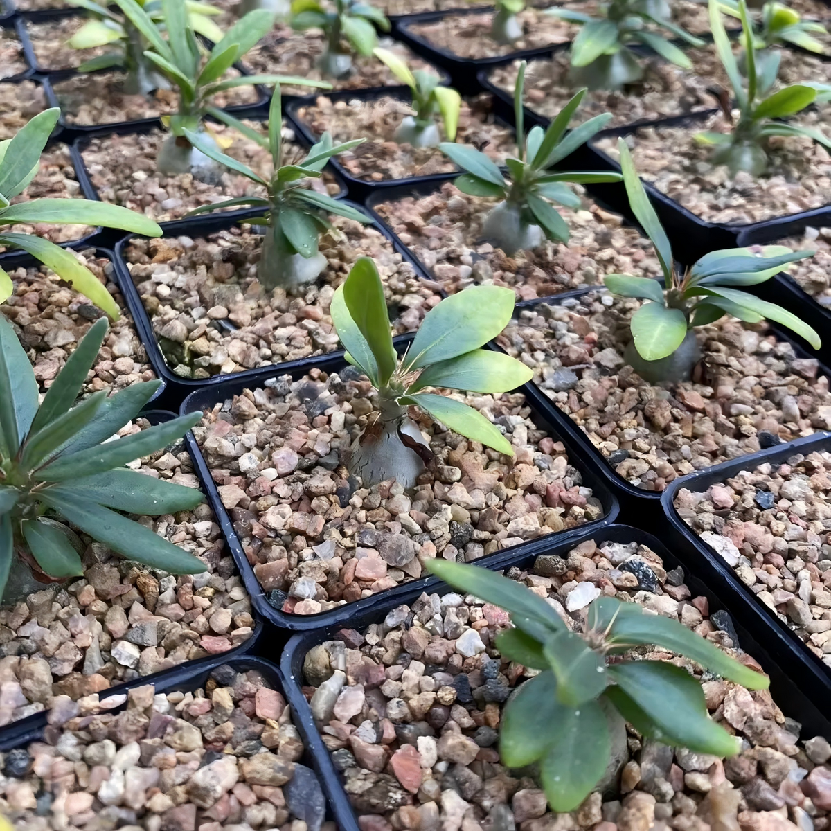 Pachypodium succulentum-Pachypodium-W1.5cm-image-2