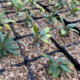 Pachypodium succulentum-Pachypodium-W1.5cm-image-2