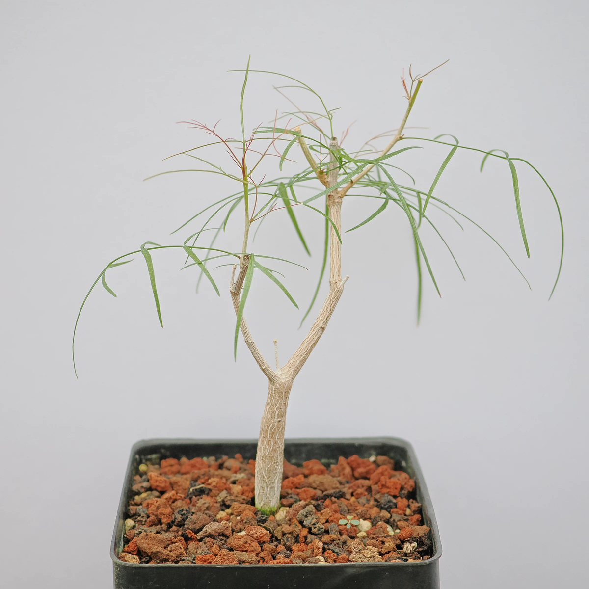 Bursera paradoxa-Burseraceae-H8-10cm-第1张