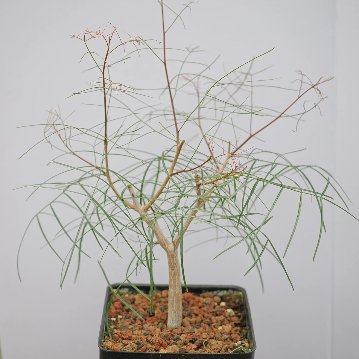 Bursera paradoxa-Burseraceae-H8-10cm-第2张