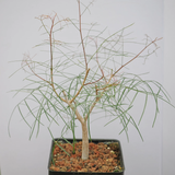 Bursera paradoxa-Burseraceae-H8-10cm-第2张