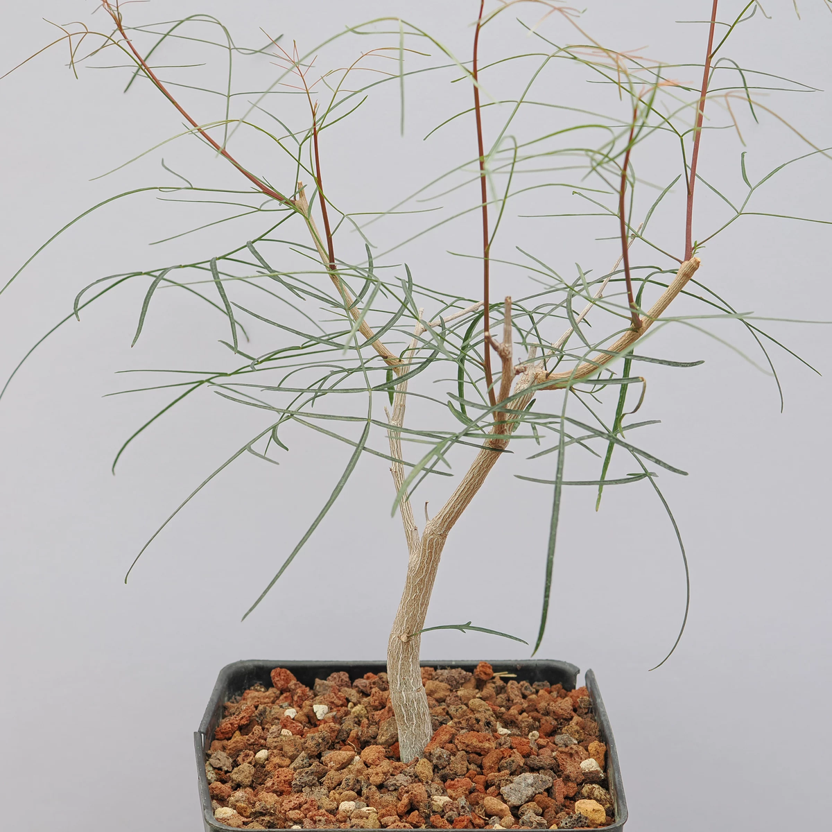 Bursera paradoxa-Burseraceae-H8-10cm-第3张
