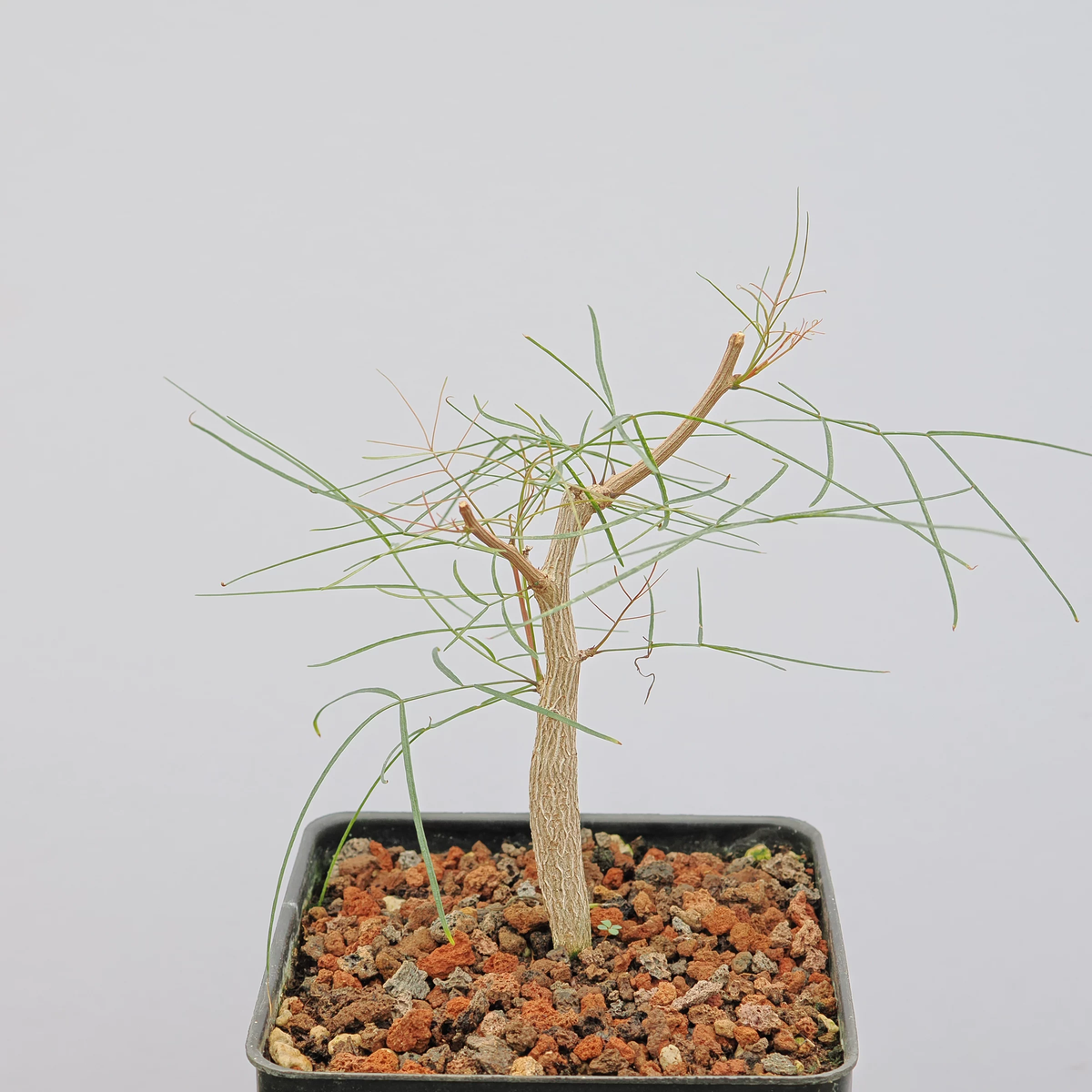 Bursera paradoxa-Burseraceae-H8-10cm-第5张