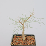 Bursera paradoxa-Burseraceae-H8-10cm-第5张