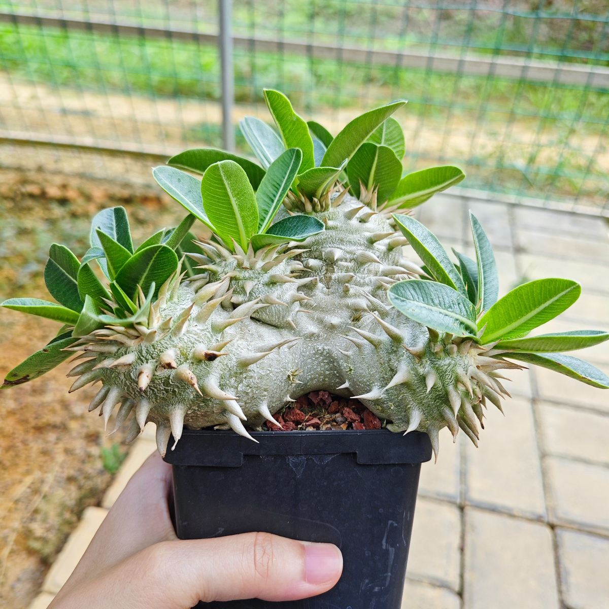 Pachypodium eburneum-Pachypodium-H4-6cm-image-8