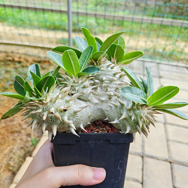 Pachypodium eburneum-Pachypodium-H4-6cm-image-8