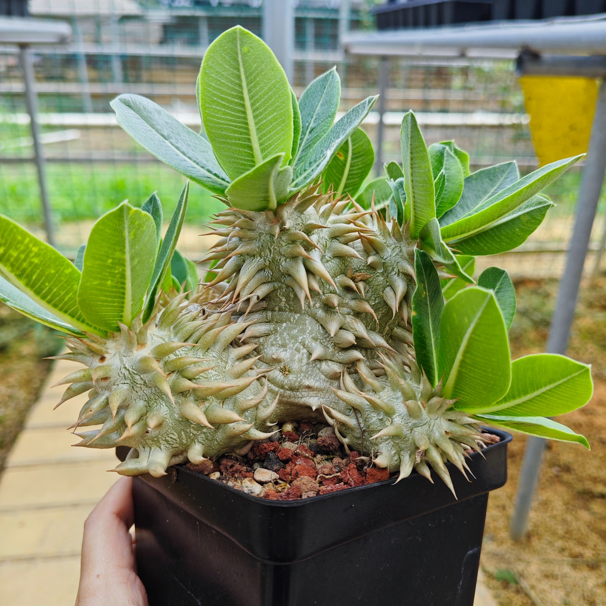 Pachypodium eburneum-Pachypodium-H4-6cm-image-9