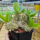 Pachypodium eburneum-Pachypodium-H4-6cm-image-9