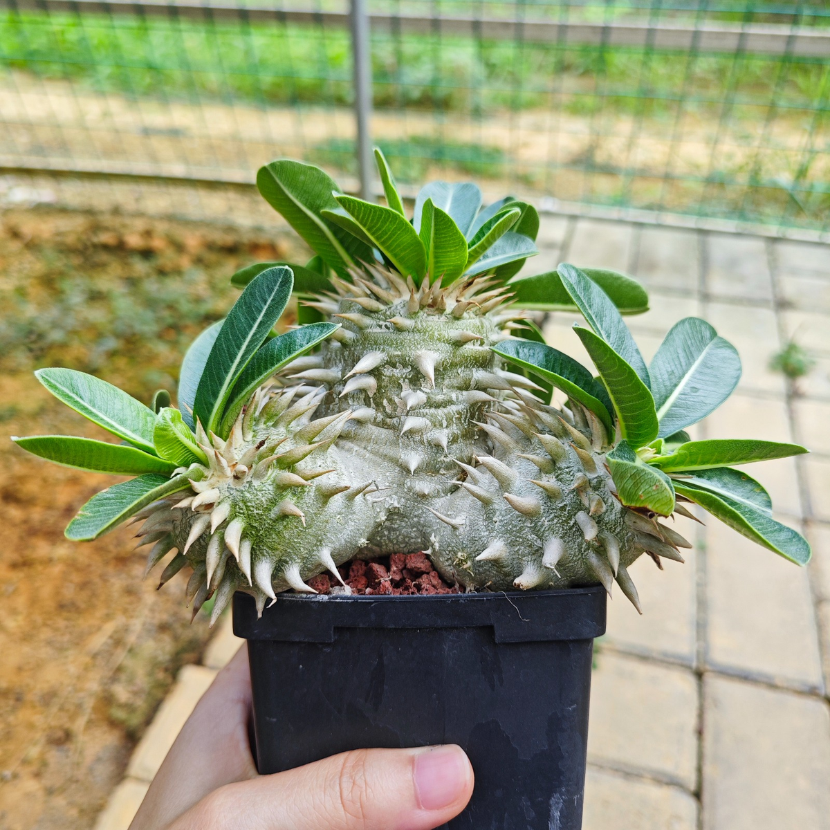 Pachypodium eburneum-Pachypodium-H4-6cm-image-10