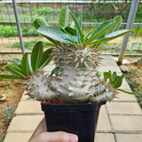 Pachypodium eburneum-Pachypodium-H4-6cm-image-11