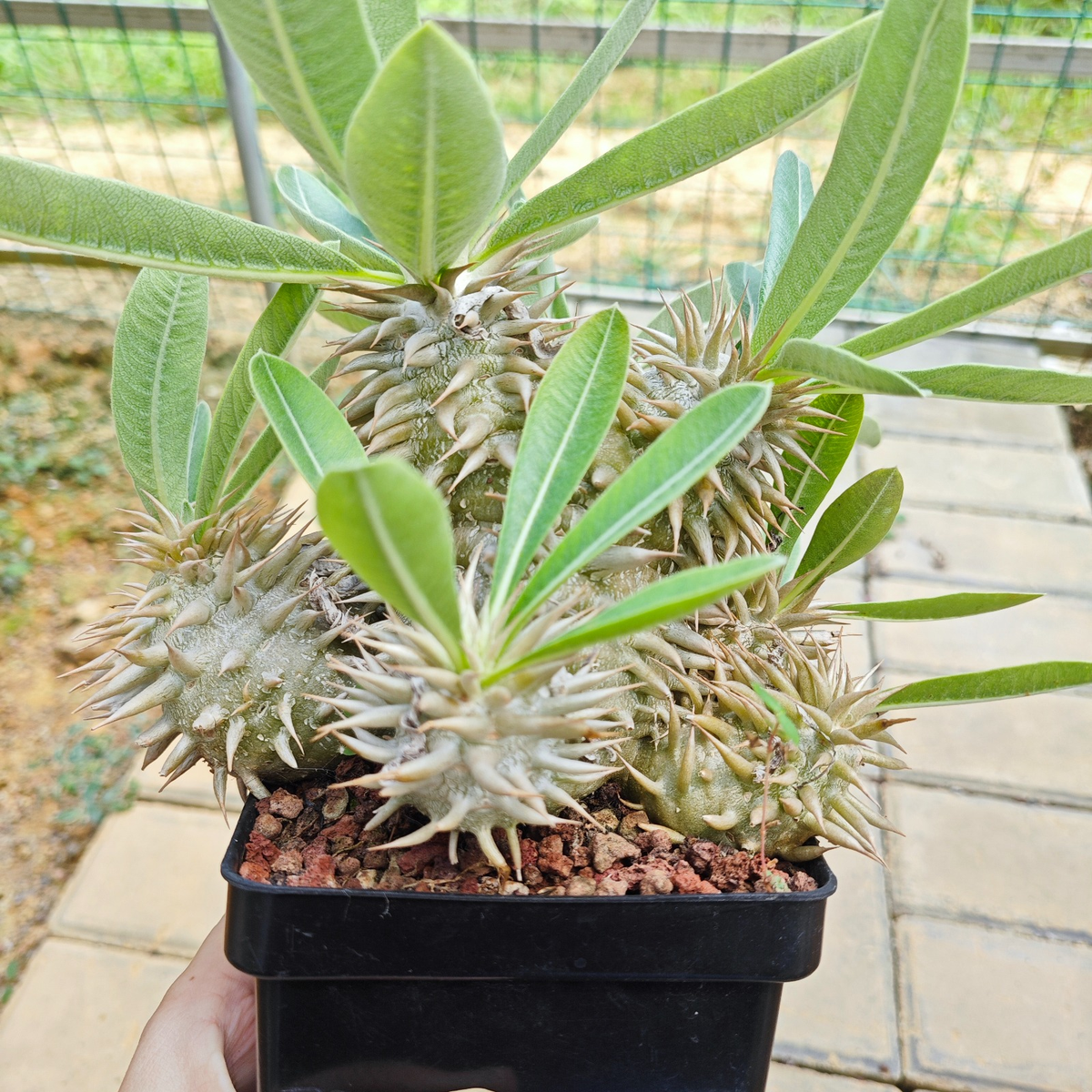 Pachypodium eburneum-Pachypodium-H4-6cm-image-12