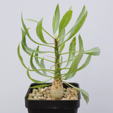 Fouquieria purpusii-Fouquieria-W1-1.5cm-第1张