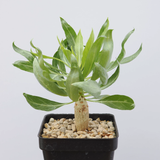 Fouquieria purpusii-Fouquieria-W1-1.5cm-第2张