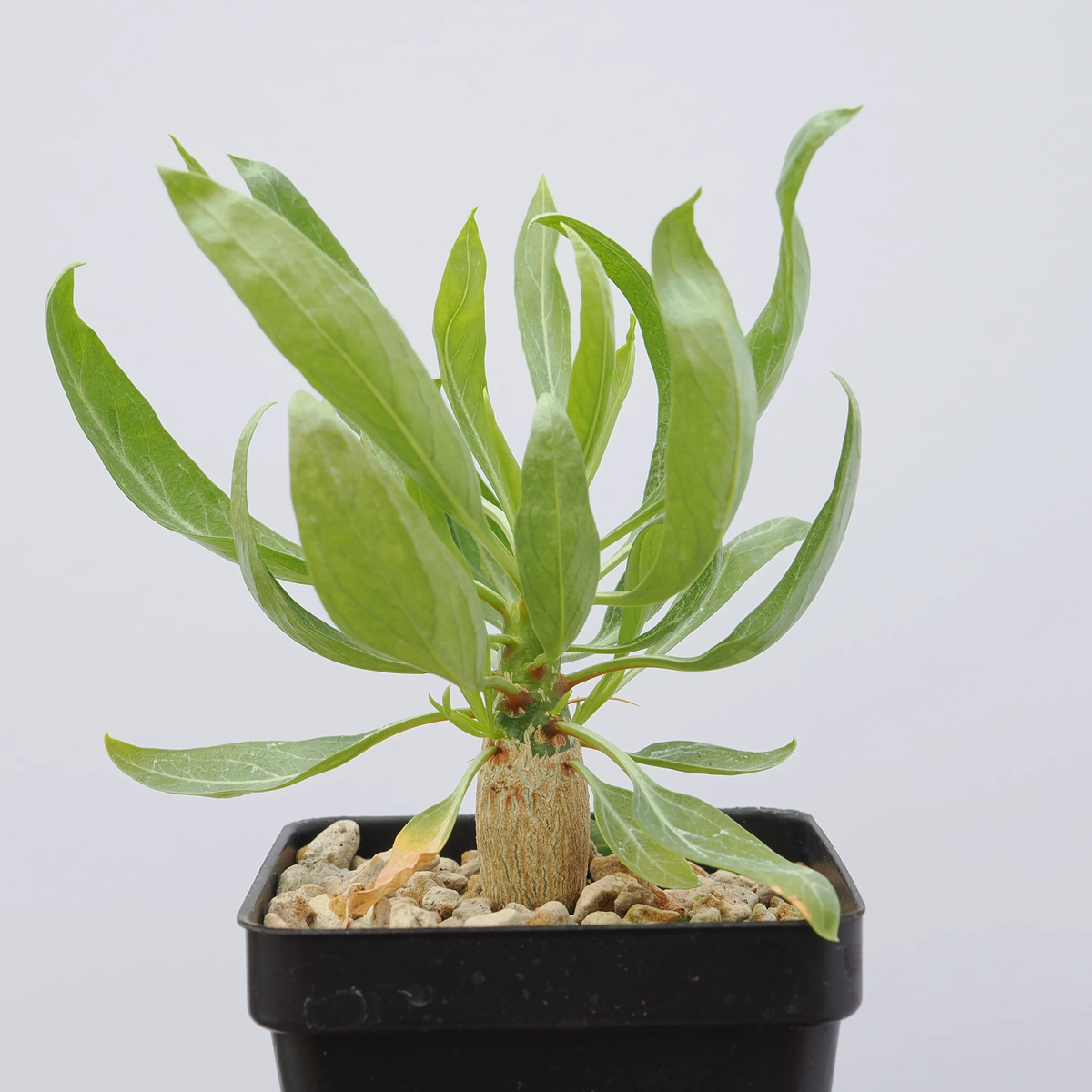 Fouquieria purpusii-Fouquieria-W1-1.5cm-第3张
