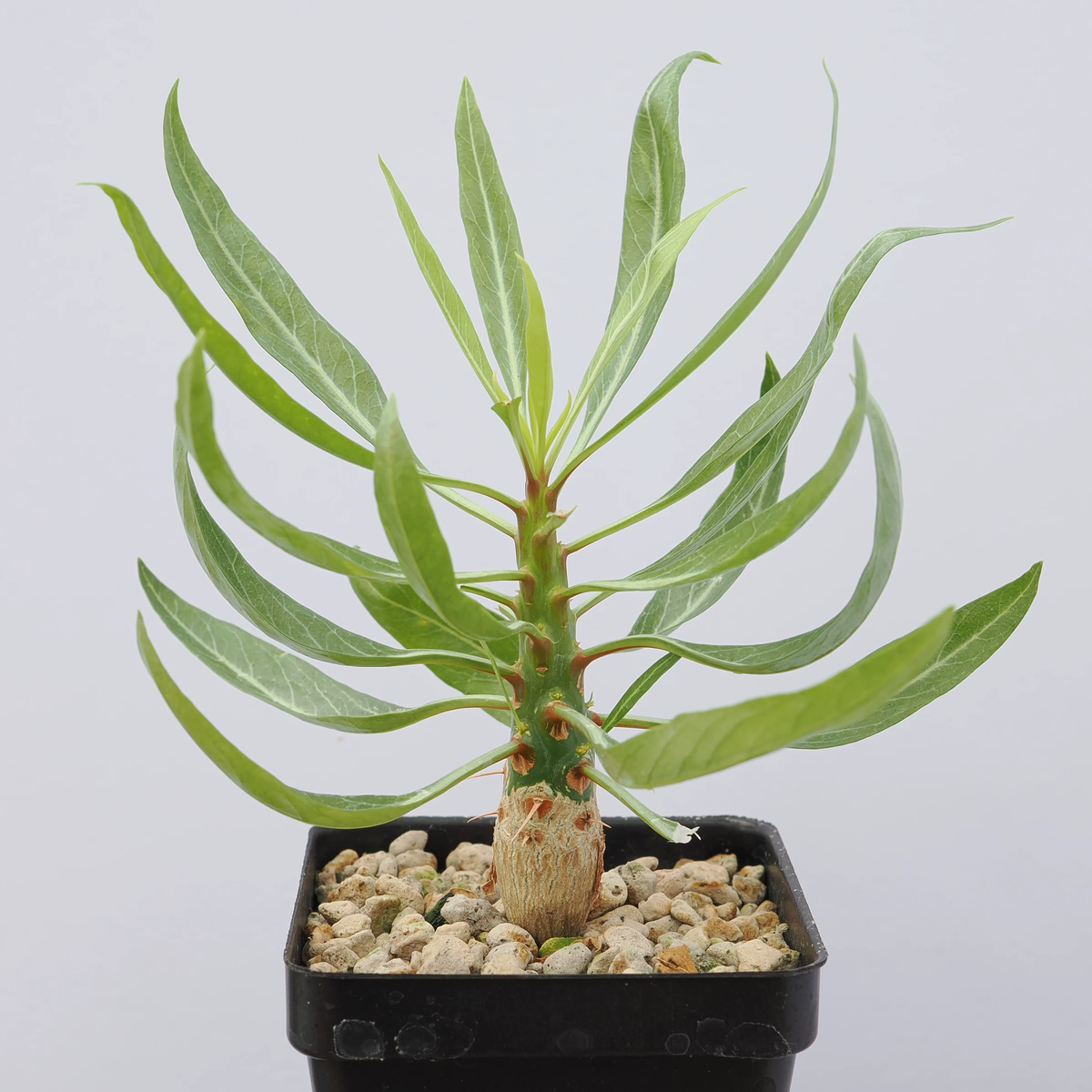 Fouquieria purpusii-Fouquieria-W1-1.5cm-第4张