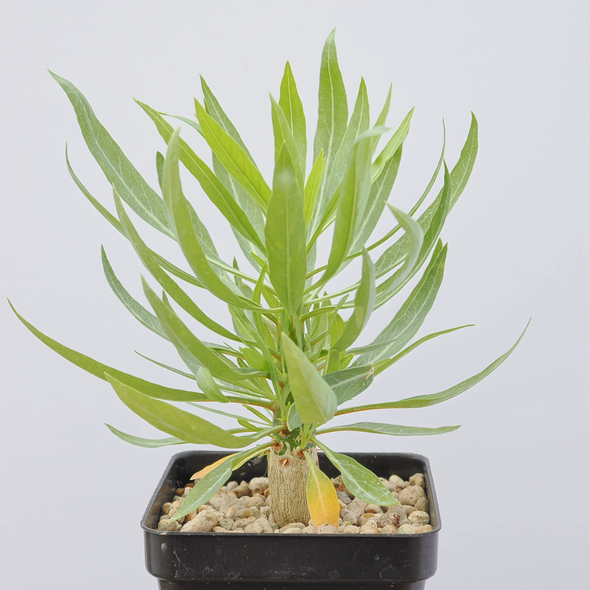 Fouquieria purpusii-Fouquieria-W1-1.5cm-第5张