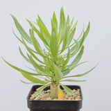 Fouquieria purpusii-Fouquieria-W1-1.5cm-第5张