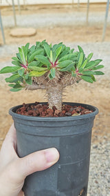 Euphorbia guillauminiana ｜WYSIWYG-Euphorbia-H8-10cm-image-10
