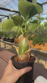 Cyphostemma uter var. macropus (Angola)-Cyphostemma-image-3