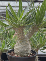 Pachypodium rosulatum var. gracilius-Pachypodium-image-23