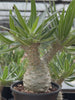 Pachypodium rosulatum var. gracilius