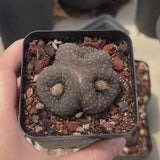 Frailea castanea | Frailea asterioides | Crested | Large-sized-Frailea-W5-5.5cm-video-6