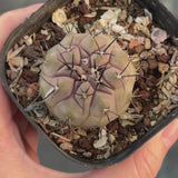Copiapoa cinerea-W3.5-4.5cm-video-12