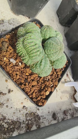 Euphorbia obesa ｜Mutation｜WYSIWYG-Euphorbia-W5-8cm-image-2