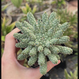 Euphorbia ramiglans-Euphorbia-W4-6cm-video-5
