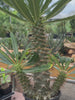 Pachypodium ambongense