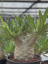 Pachypodium rosulatum var. gracilius-Pachypodium-image-11