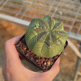 Euphorbia obesa-Euphorbia-W4-5cm-video-9
