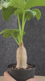 Cyphostemma uter var. macropus (Angola)
