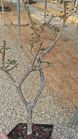 Euphorbia agatheae