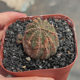 Euphorbia obesa | Crested-Euphorbia-W4-5cm-video-10