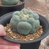 Lophophora fricii