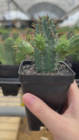 Euphorbia mammillaris Seeds-video-3