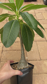 Pachypodium decaryi-Pachypodium-W1.5-2cm-video-11