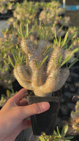 Pachypodium inopinatum-Pachypodium-video-10
