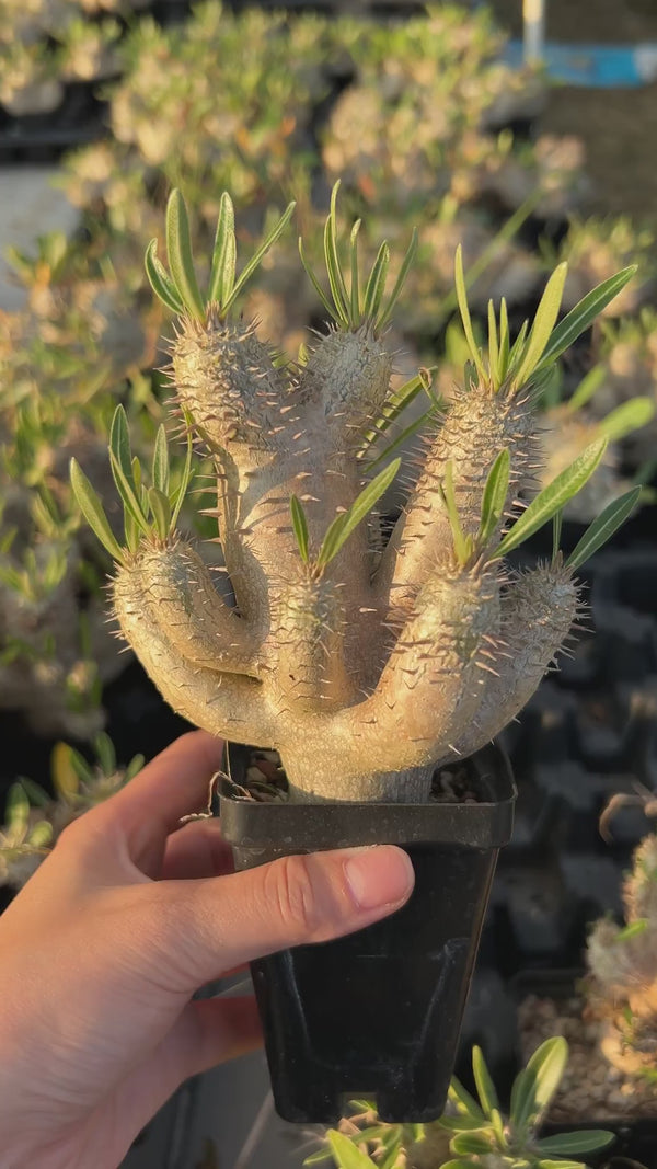 Pachypodium inopinatum-Pachypodium-image-10