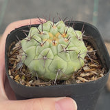 Copiapoa cinerea-W3.5-4.5cm-video-9