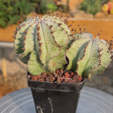 Euphorbia horrida-Euphorbia-W3-4CM-video-33