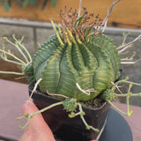 Euphorbia valida-Euphorbia-W4-5CM&W6-7CM-video-10